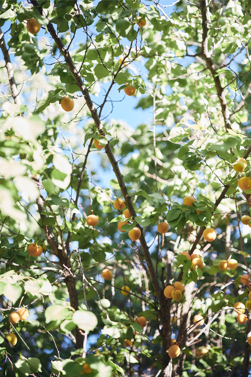 Lemon tree above reception table.